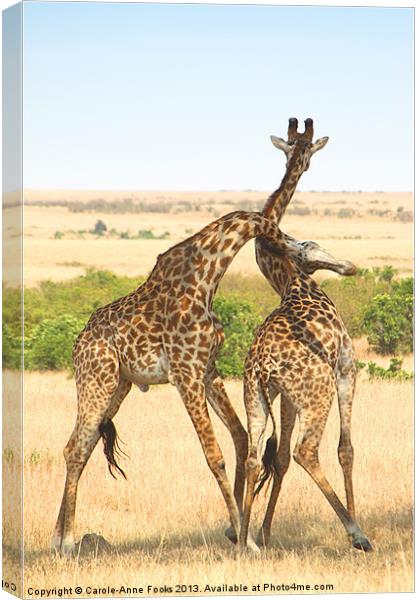 Maasai Giraffe Males Necking Canvas Print by Carole-Anne Fooks