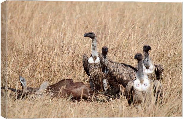 Griffon Vultures with Kill Canvas Print by Carole-Anne Fooks