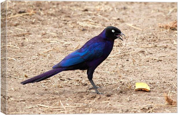 Long-tailed Glossy Starling Canvas Print by Carole-Anne Fooks