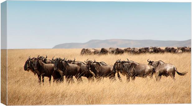 Some Members of the Wildebeest Migration Canvas Print by Carole-Anne Fooks