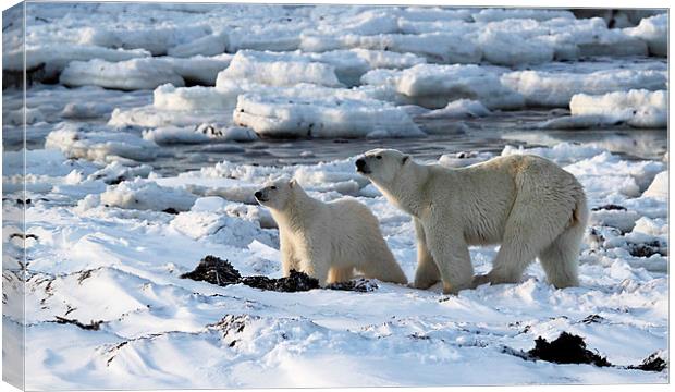 Polar Bear & Cub Tasting the Air, Canada Canvas Print by Carole-Anne Fooks