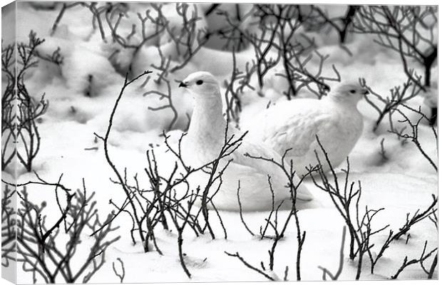 Ptarmigans in the Arctic Willow Canada Canvas Print by Carole-Anne Fooks