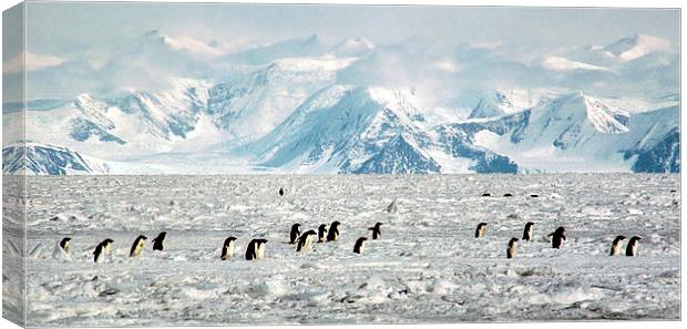 Penguin Highway Canvas Print by Carole-Anne Fooks