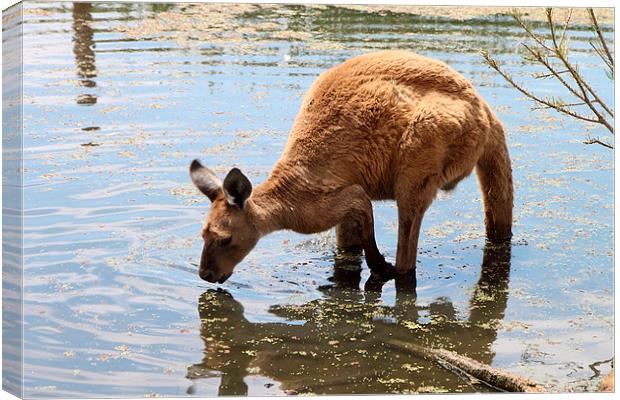 Cooling Off! Western Grey Kangaroo Canvas Print by Carole-Anne Fooks