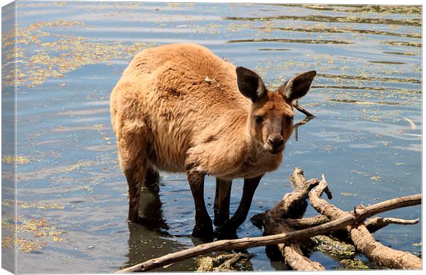 Emerging from the Water. Western Grey Kangaroo Canvas Print by Carole-Anne Fooks