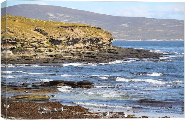 Carcass Island in The Falklands Canvas Print by Carole-Anne Fooks