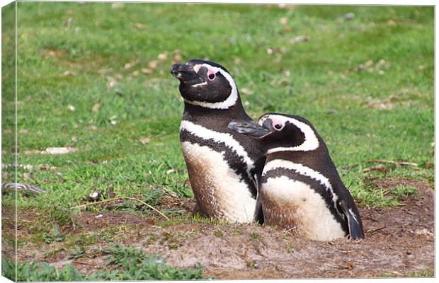 Magellanic Penguin Pair in Their Nesting Burrow Canvas Print by Carole-Anne Fooks