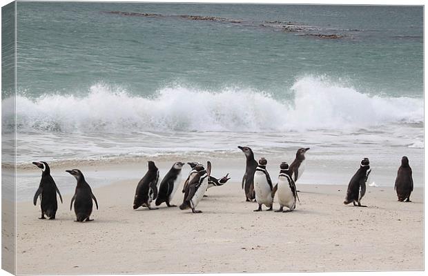 Magellanic Penguins Returning from Fishing Canvas Print by Carole-Anne Fooks