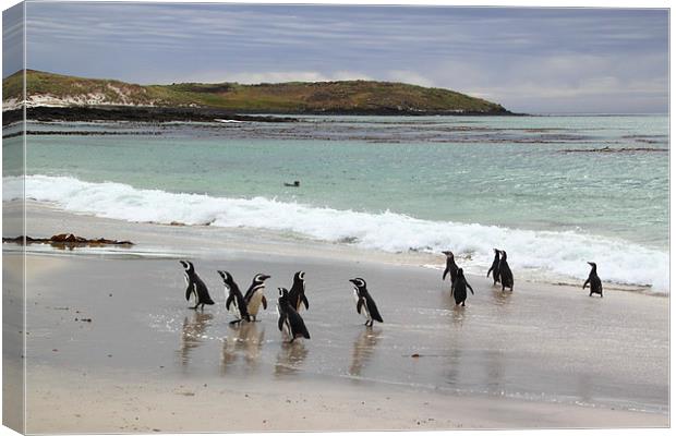 Magellanic Penguins on the Beach Canvas Print by Carole-Anne Fooks