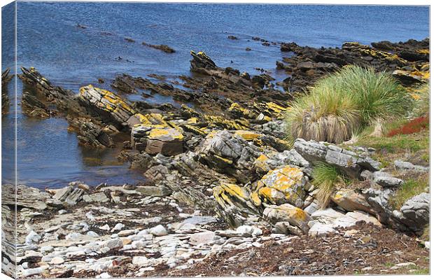 Carcass Island Coastline in The Falklands Canvas Print by Carole-Anne Fooks