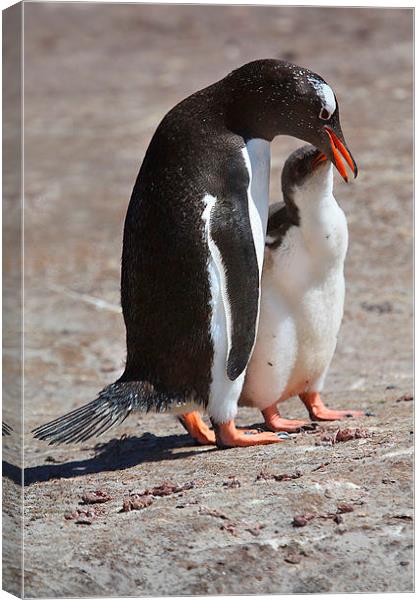 Gentoo Penguin Feeding Chick Canvas Print by Carole-Anne Fooks
