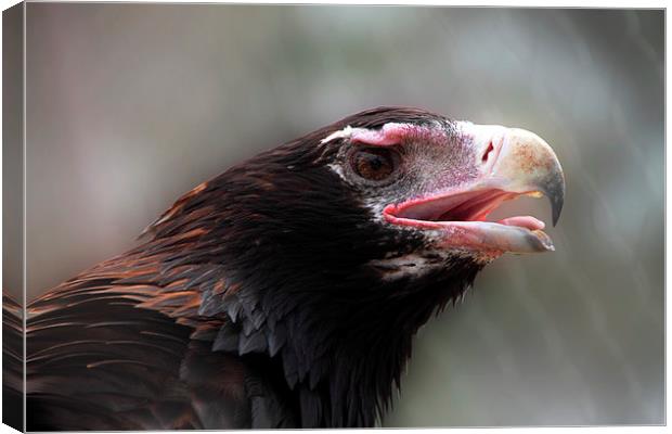 Wedge-Tailed Eagle Portrait Canvas Print by Carole-Anne Fooks