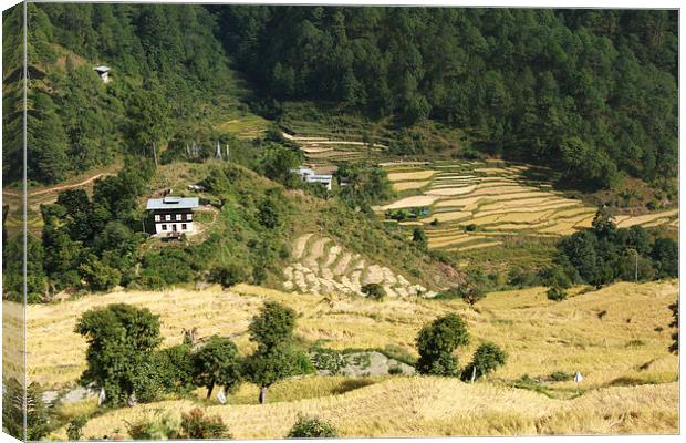 Terraces in the High Valleys, Bhutan Canvas Print by Carole-Anne Fooks