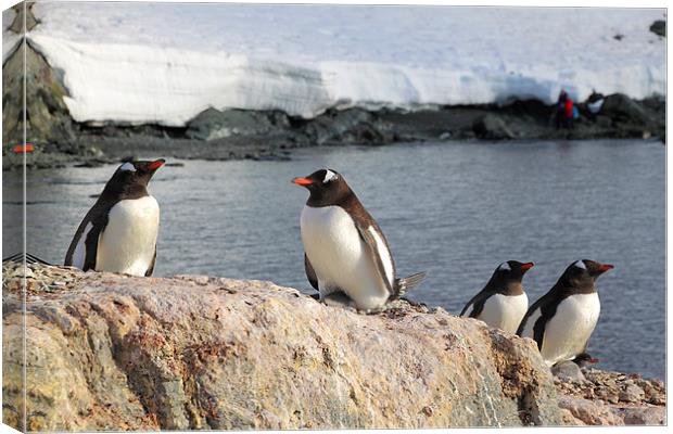 Gentoo Penguins In The Rookery Canvas Print by Carole-Anne Fooks