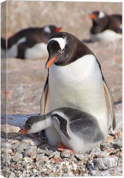 Gentoo Penguin With Chick Canvas Print by Carole-Anne Fooks