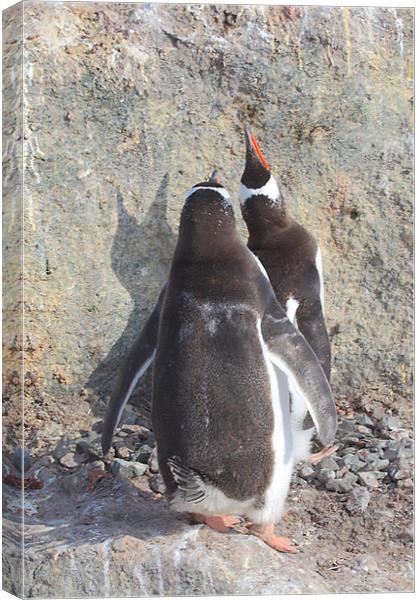Gentoo Penguins Pair Bonding Canvas Print by Carole-Anne Fooks