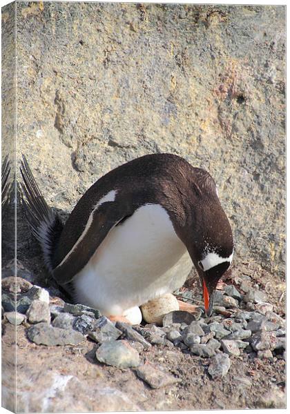 Gentoo Penguin With Eggs Canvas Print by Carole-Anne Fooks