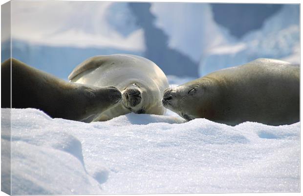 Crabeater Seals Enjoying the Sun Canvas Print by Carole-Anne Fooks