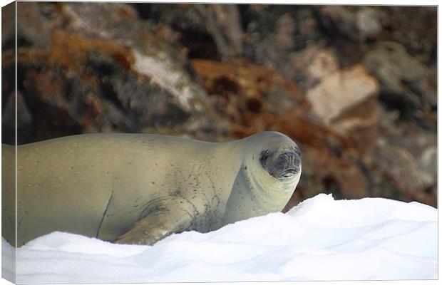 Crabeater Seal Enjoying the Sun Canvas Print by Carole-Anne Fooks