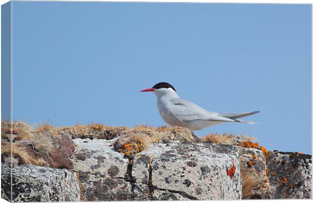 Antarctic Tern In The Rookery Canvas Print by Carole-Anne Fooks