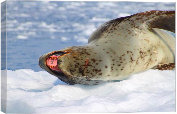 Leopard Seal Lazing After a Meal Canvas Print by Carole-Anne Fooks