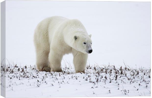 Prowling Polar Bear Canvas Print by Carole-Anne Fooks