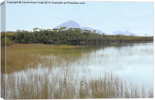 Melaleuca Lagoon Canvas Print by Carole-Anne Fooks