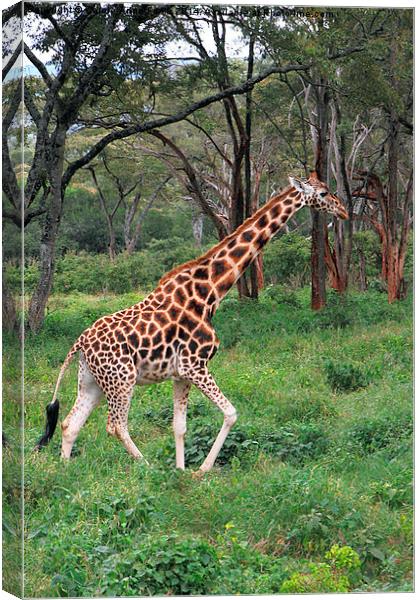 Rothschilds Giraffe In The Bush, Kenya Canvas Print by Carole-Anne Fooks