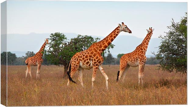 Rothschilds Giraffes Feeding, Lake nakuru, Kenya Canvas Print by Carole-Anne Fooks