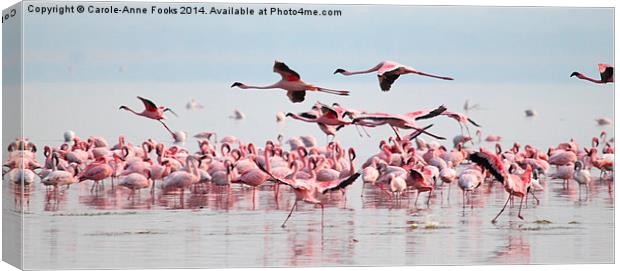 Fly Past, Lesser Flamingos, Lake Nakuru, Kenya Canvas Print by Carole-Anne Fooks
