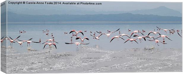 Taking Off, Lesser Flamingos, Lake Nakuru, Kenya Canvas Print by Carole-Anne Fooks