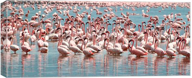 Flamingos and Flamingos..... Canvas Print by Carole-Anne Fooks