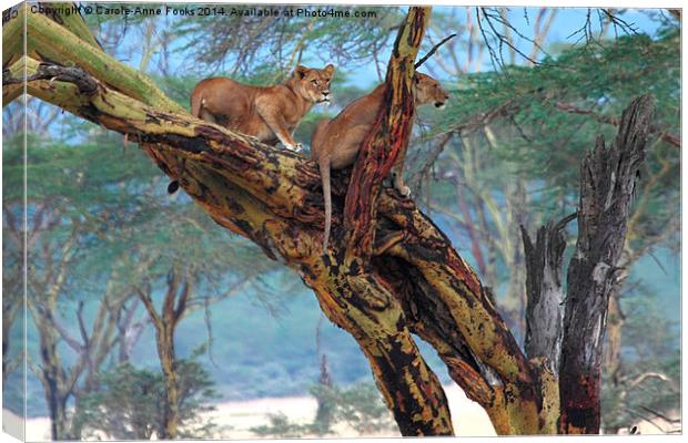 Young Lions in a Tree Canvas Print by Carole-Anne Fooks