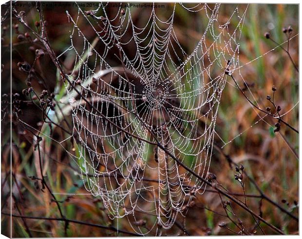 Spider Web with Water Doplets on a Foggy Morning Canvas Print by Carole-Anne Fooks