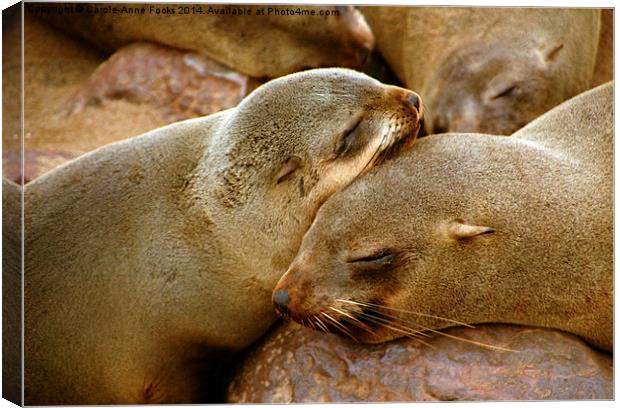 Cuddling Cousins - Cape Fur Seals Canvas Print by Carole-Anne Fooks