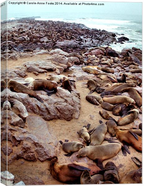 South African Fur Seal Colony Canvas Print by Carole-Anne Fooks