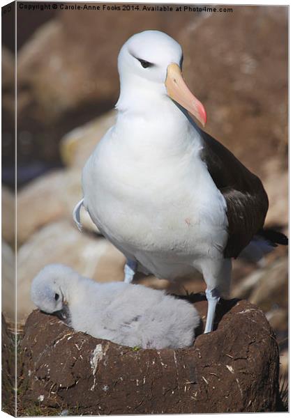 Nesting Black-browed Albatross with Chick Canvas Print by Carole-Anne Fooks