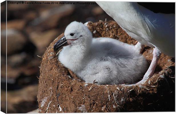Black-browed Albatross Chick Canvas Print by Carole-Anne Fooks