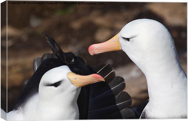 Pair bonding Black-browed Albatross Canvas Print by Carole-Anne Fooks