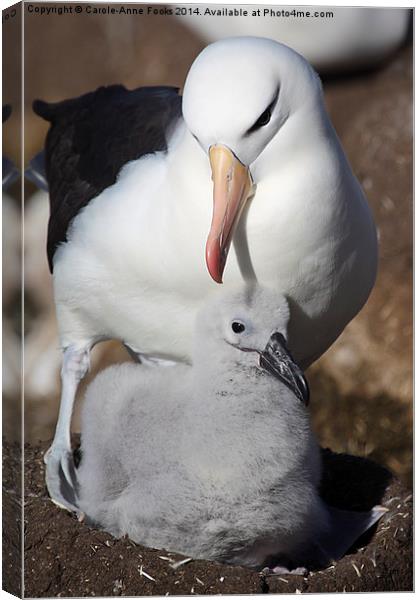 Nesting Black-browed Albatross with Chick Canvas Print by Carole-Anne Fooks