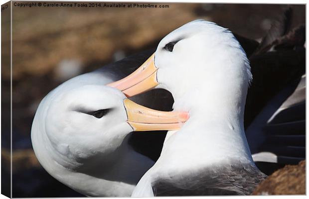 Pair bonding Black-browed Albatross Canvas Print by Carole-Anne Fooks