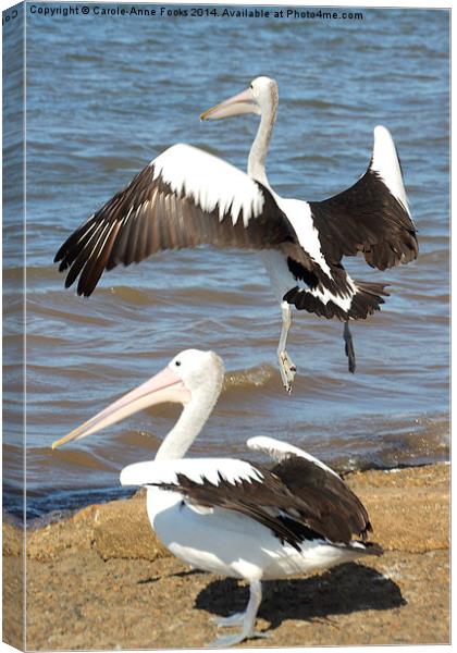   Australian Pelicans - Take Off Canvas Print by Carole-Anne Fooks