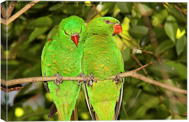  Scaly-breasted Lorikeets Canvas Print by Carole-Anne Fooks