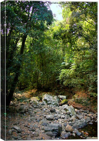  Creek in Springbrook National Park Canvas Print by Carole-Anne Fooks
