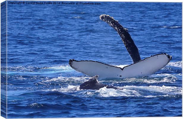   Humpback Whales Frolicking Canvas Print by Carole-Anne Fooks