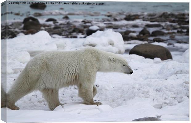  Stiding Out, Large Male Polar Bear Canvas Print by Carole-Anne Fooks