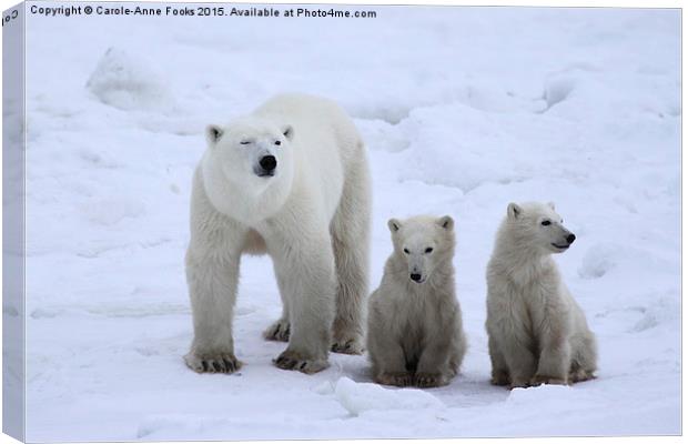  Polar Bear Family Portrait Canvas Print by Carole-Anne Fooks