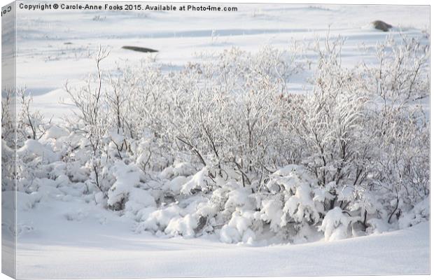  Hoar Frost on Arctic Willow Canvas Print by Carole-Anne Fooks