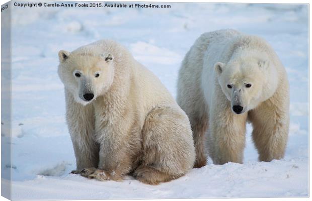   Polar Bears, Churchill, Canada Canvas Print by Carole-Anne Fooks