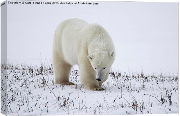 Large Male Polar Bear on the Tundra  Canvas Print by Carole-Anne Fooks